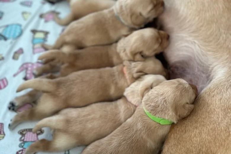Labrador Retriever