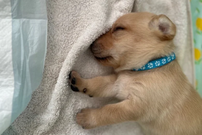 Labrador Retriever