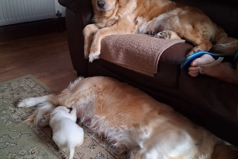 Golden Retriever