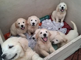 Golden Retriever