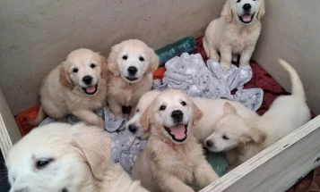 Golden Retriever