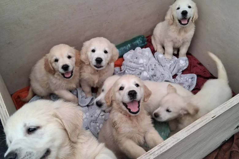 Golden Retriever