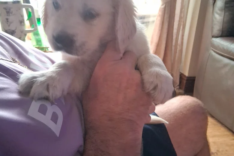 Golden Retriever