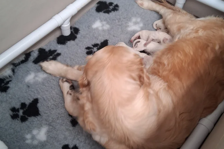 Golden Retriever