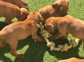 Hungarian Vizsla