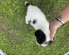 Jack Russell