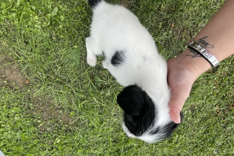 Jack Russell
