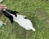 Jack Russell