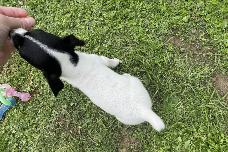Jack Russell