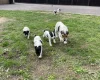 Jack Russell