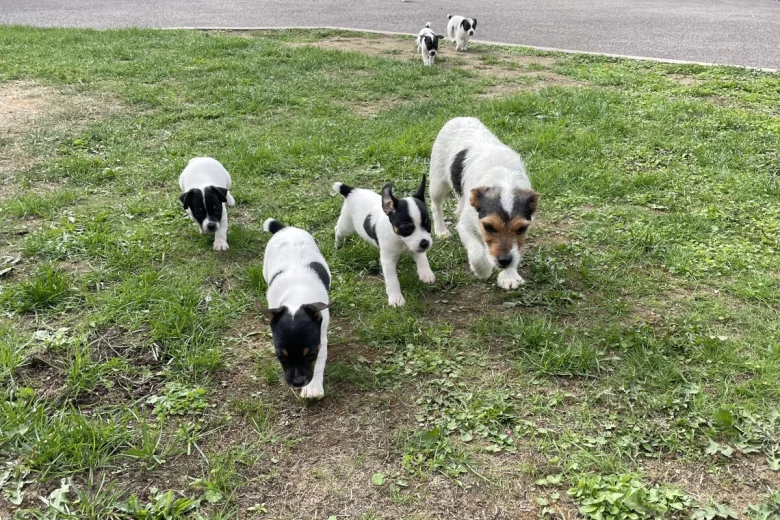 Jack Russell