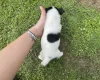 Jack Russell