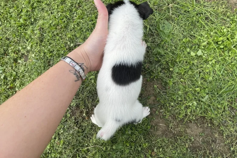Jack Russell