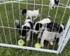 Jack Russell