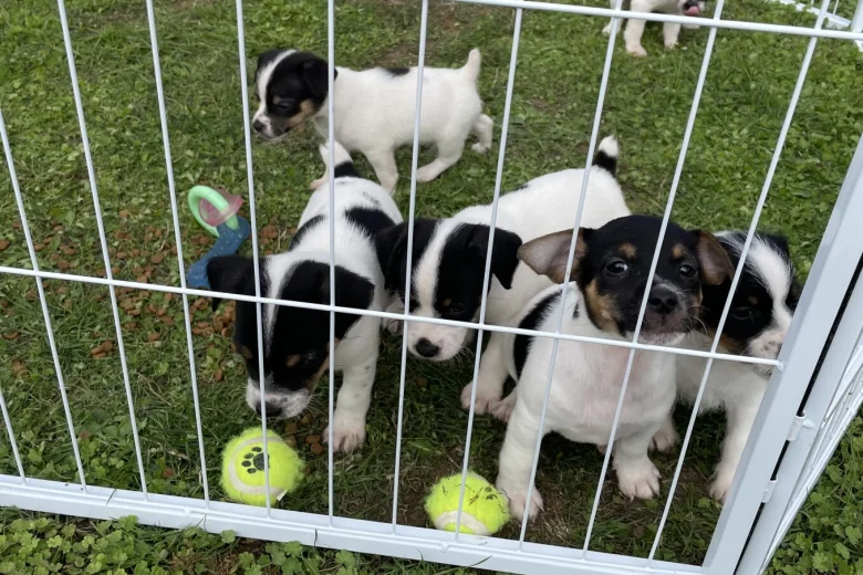 Jack Russell