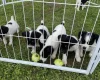 Jack Russell