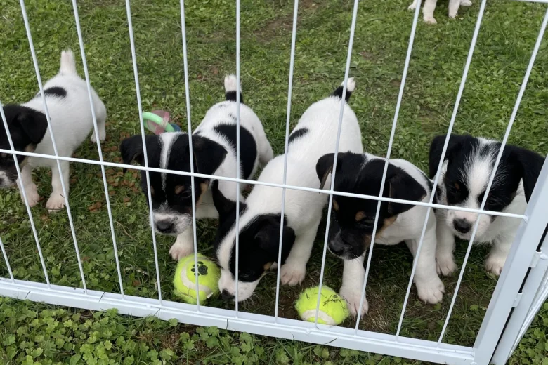 Jack Russell