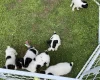 Jack Russell