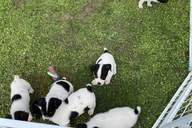 Jack Russell