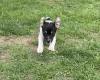 Jack Russell