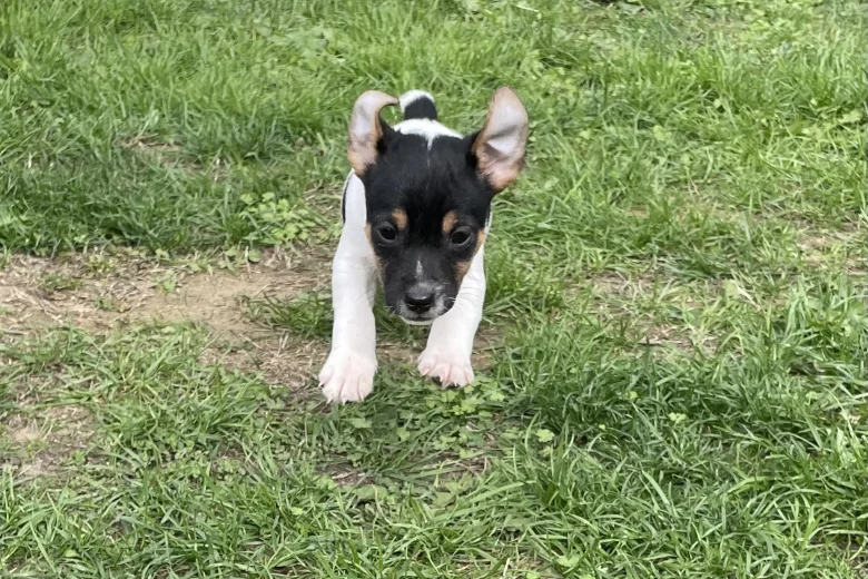 Jack Russell