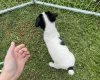 Jack Russell