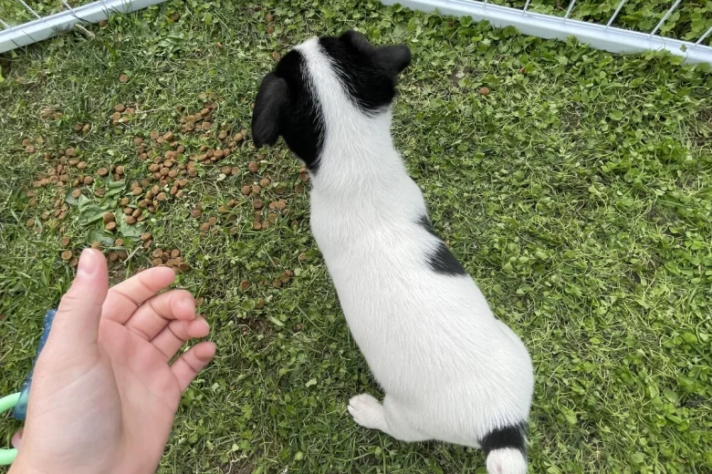Jack Russell