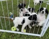Jack Russell
