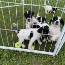 Jack Russell