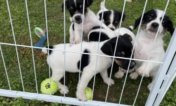 Jack Russell