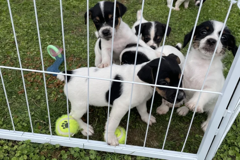 Jack Russell