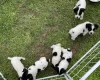 Jack Russell