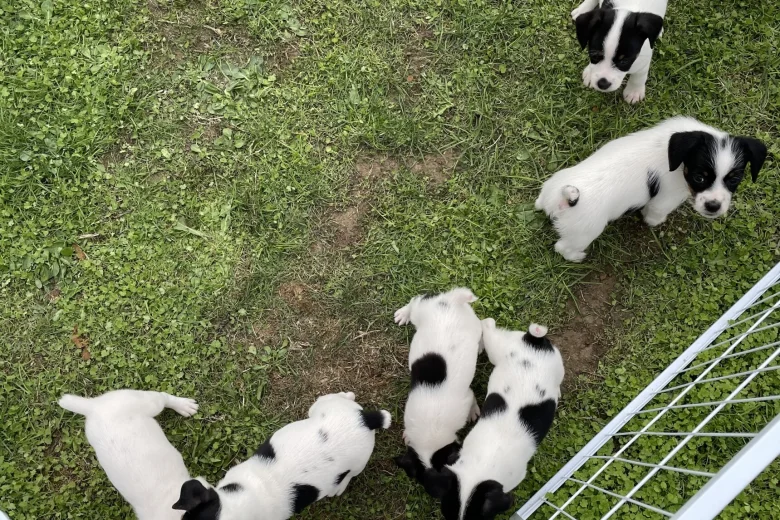 Jack Russell