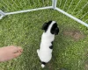 Jack Russell
