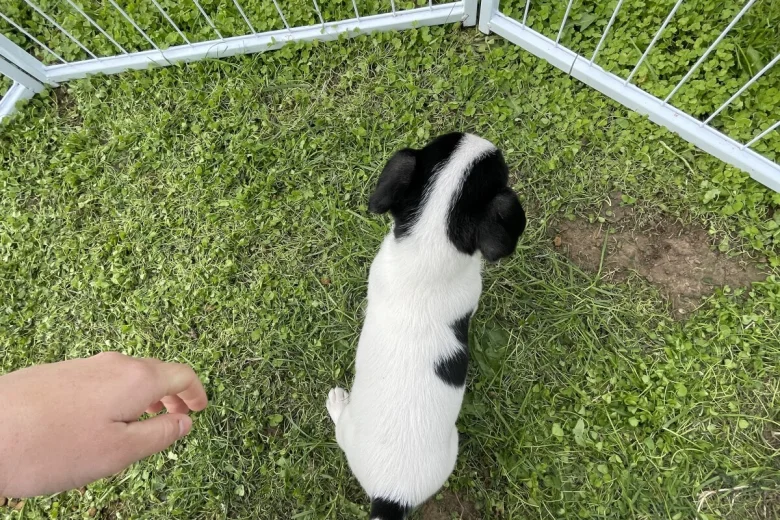 Jack Russell