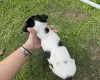 Jack Russell