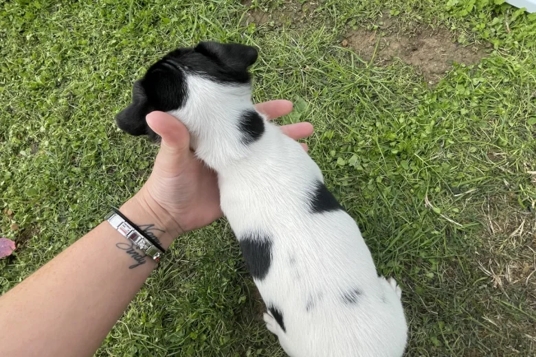 Jack Russell