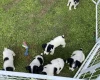 Jack Russell