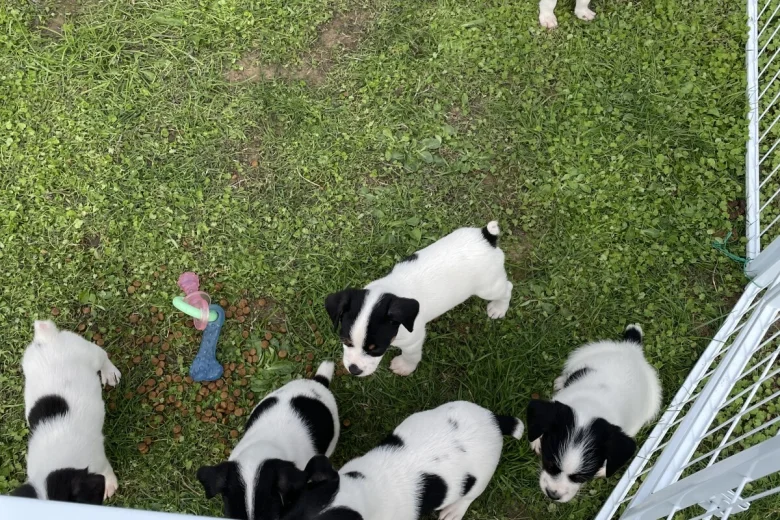 Jack Russell