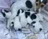 Jack Russell
