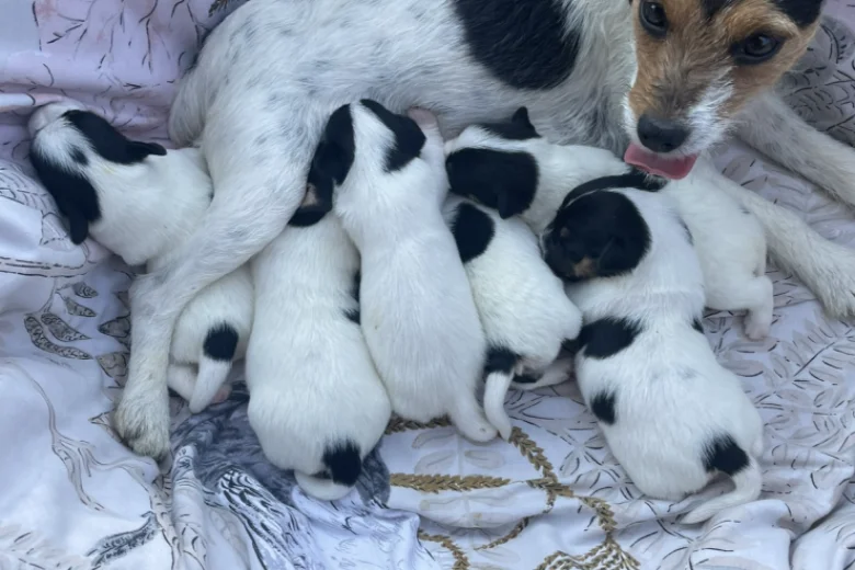 Jack Russell