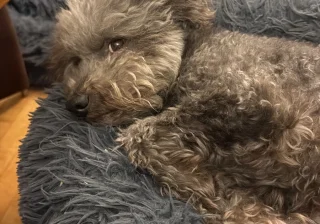 Stud
