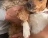 Jackapoo