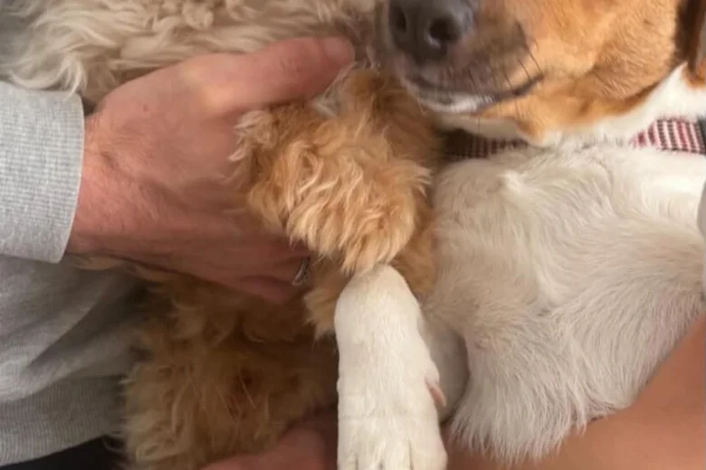 Jackapoo