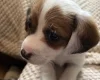 Jackapoo