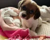 Jackapoo
