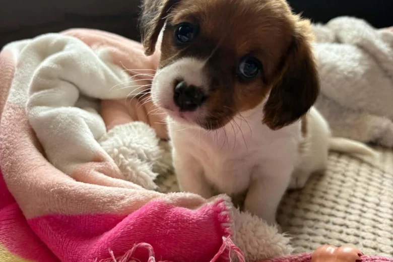Jackapoo