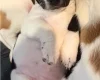 Jackapoo