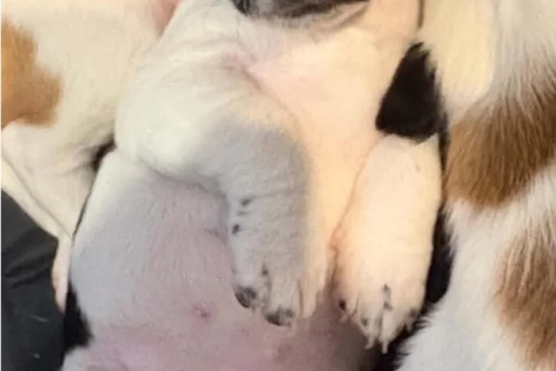 Jackapoo