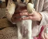 Jackapoo